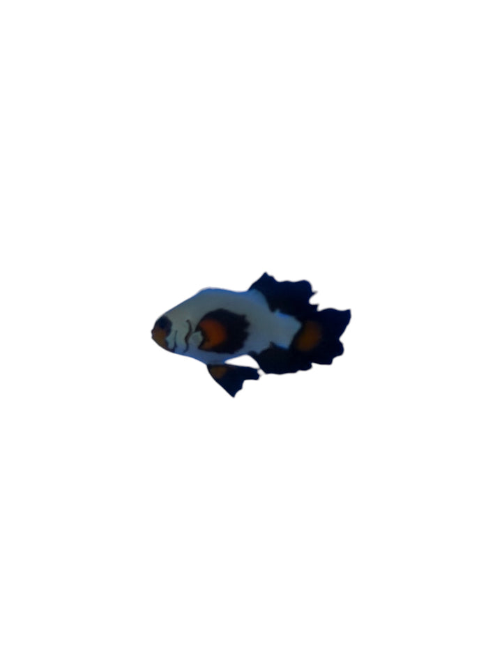 Longfin Ocellaris Clownfish - Pair