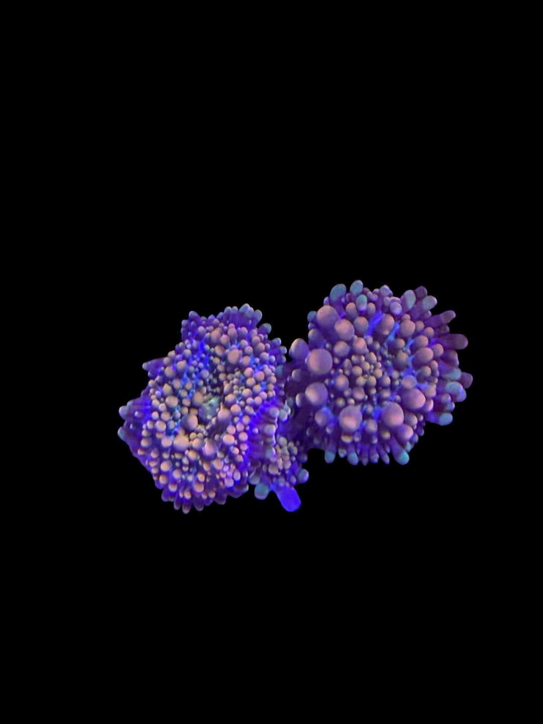 Yuma Yuma BBL Bounce Mushroom - 1" Frag