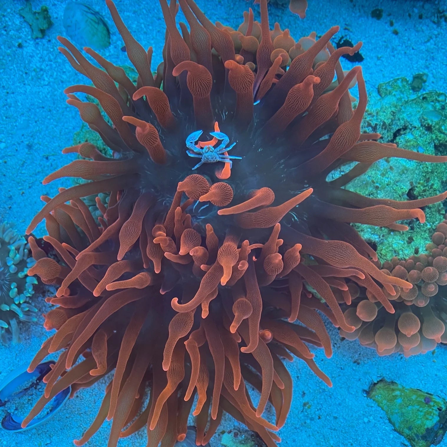 Rose Bubble Tip Anemone