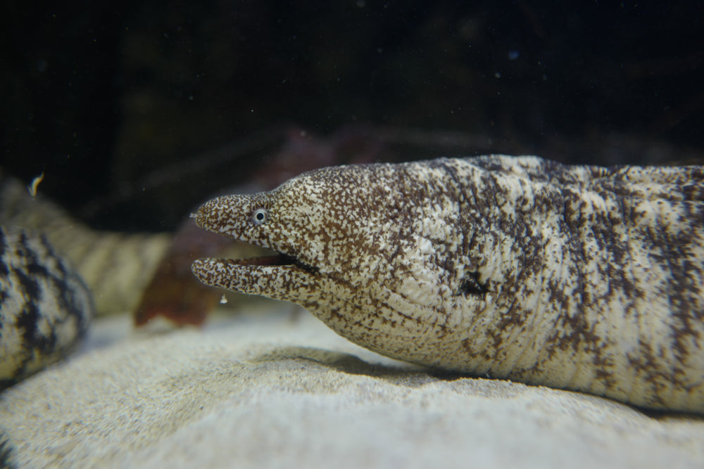 Kidako Moray Eel