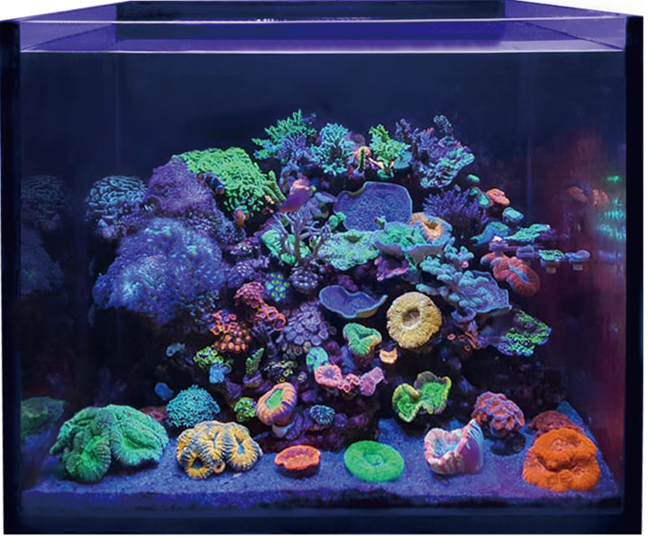 Maxspect Lagoon LPS reef