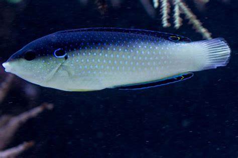 China Wrasse