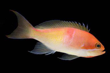 Tri Color Anthias