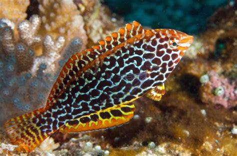 Female Ornate Leopard Wrasse