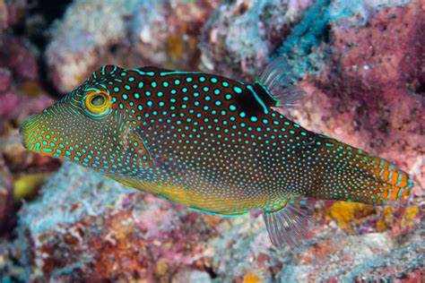 Blue Spot Puffer Fish Fiji