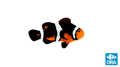 ORA Fancy Ocellaris PAIR
