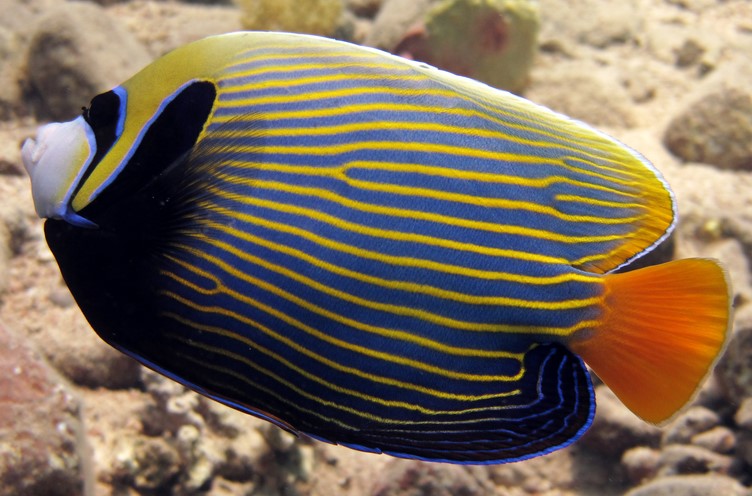 Christmas Island Orange-Tail Emperor Angelfish