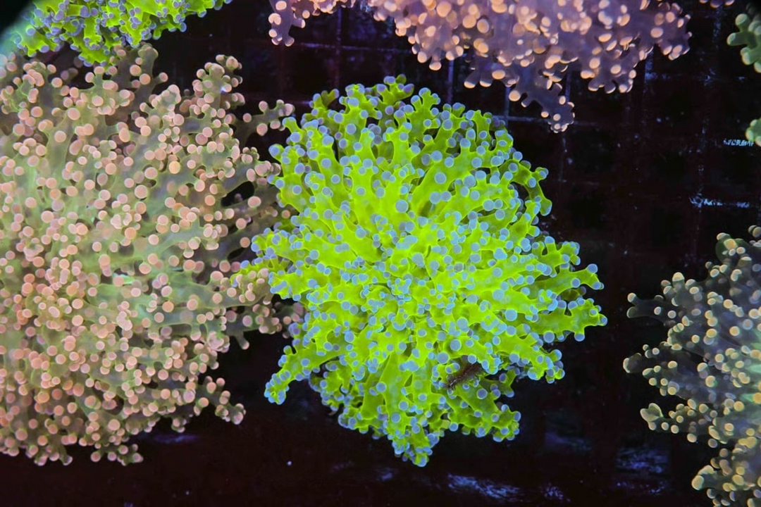Frogspawn - WYSIWYG 