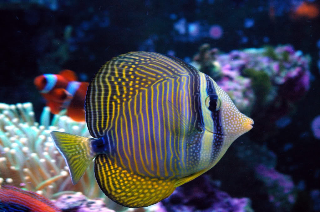 Desjardini Red Sea Sailfin Tang