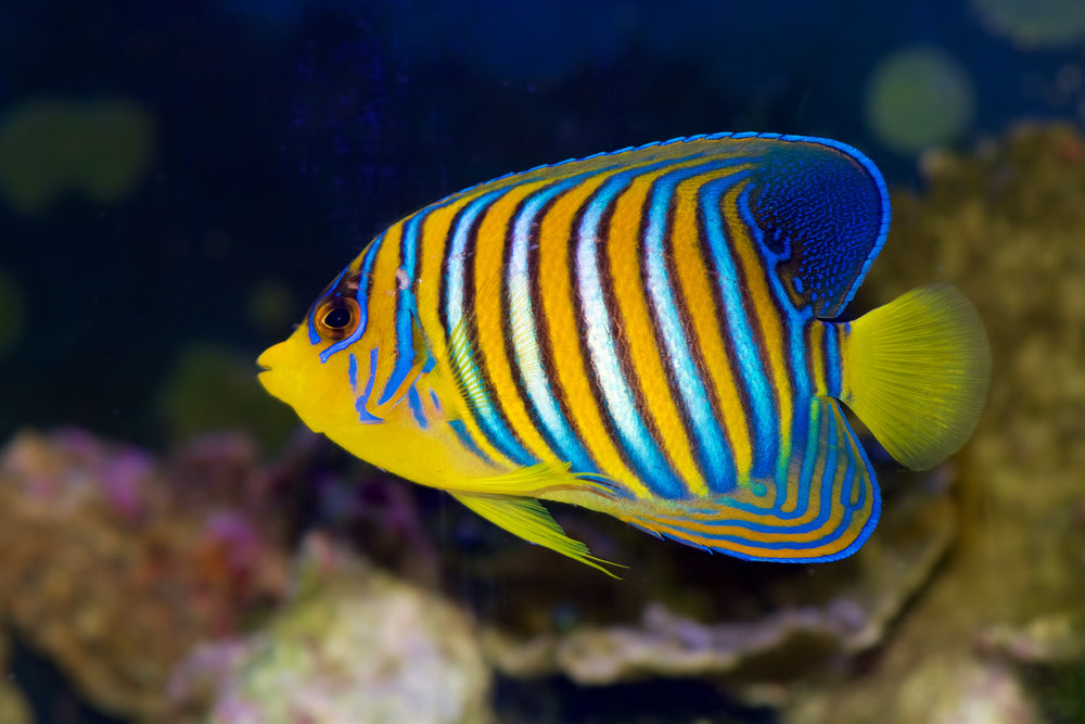 Red Sea Regal Angelfish - Yellow Belly