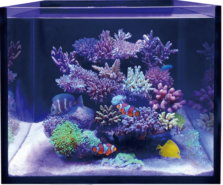 Maxspect Lagoon SPS reef