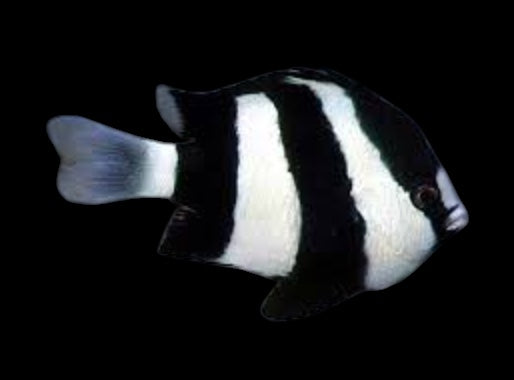 Three Stripe Damsel