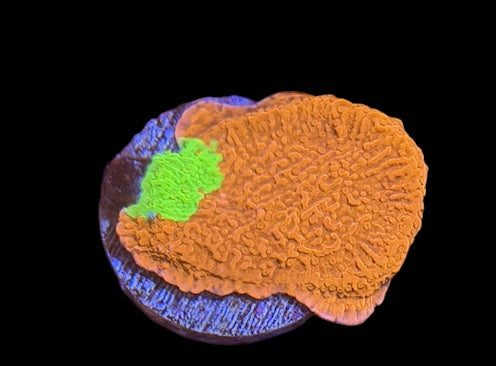 Grafted Montipora - Orange &amp; Green - WYSIWYG Frag