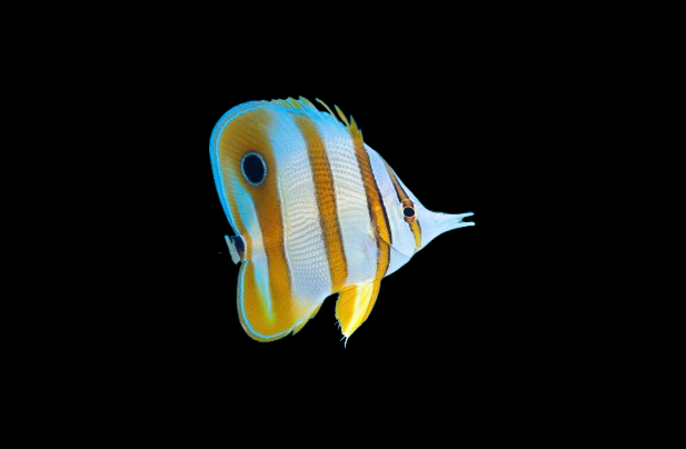 Copperband Butterflyfish