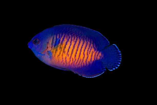 Coral Beauty Angelfish