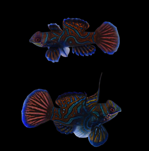 Green Mandarin Goby