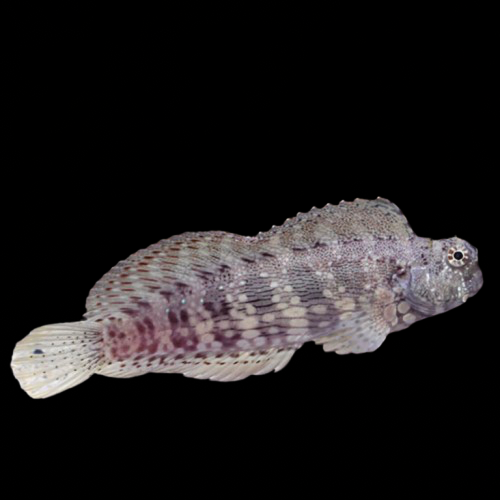 Lawnmower Blenny