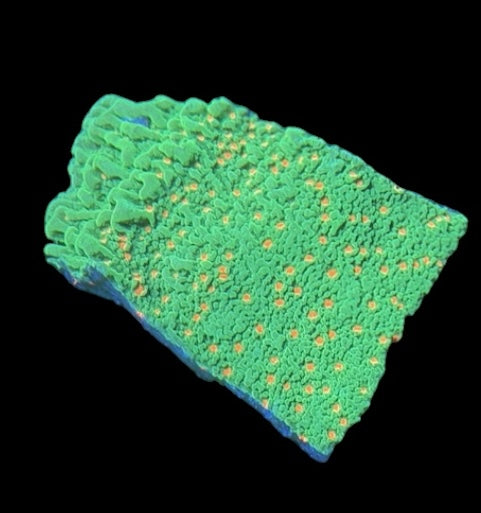 O2U Citrus Punch Montipora - 1" Frag