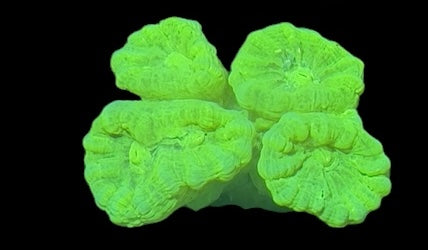 Aquacultured Candy Cane Coral - 4 Heads+