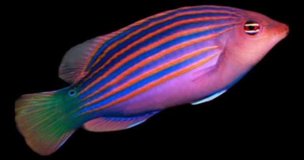 Six Line Wrasse