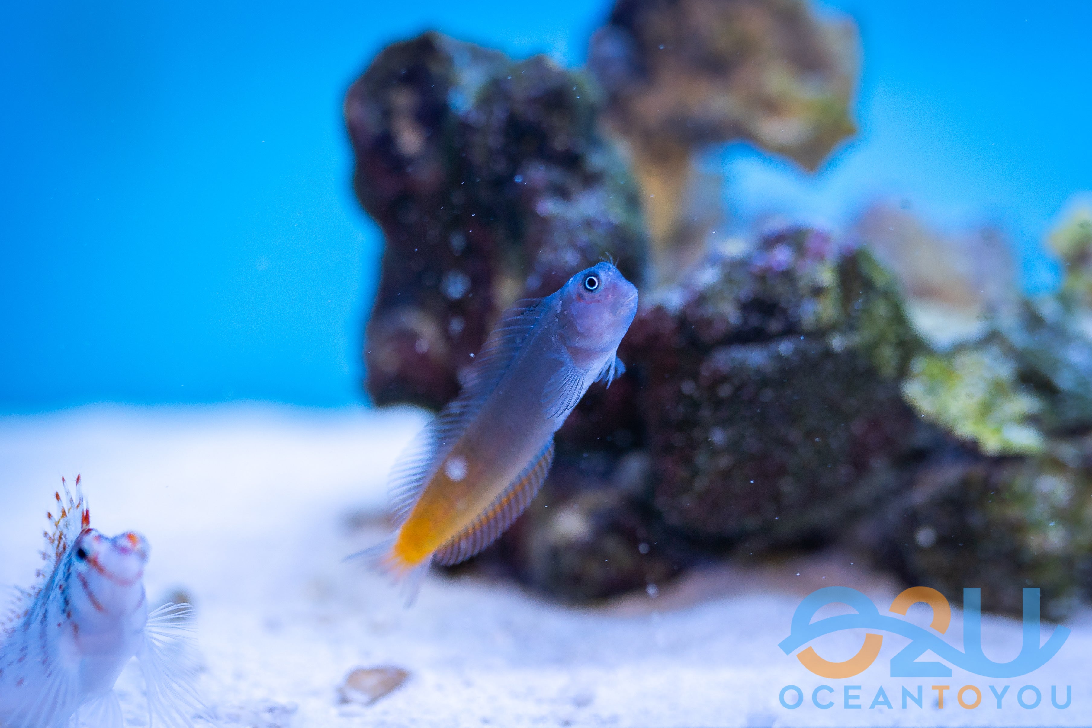 Bicolor Blenny