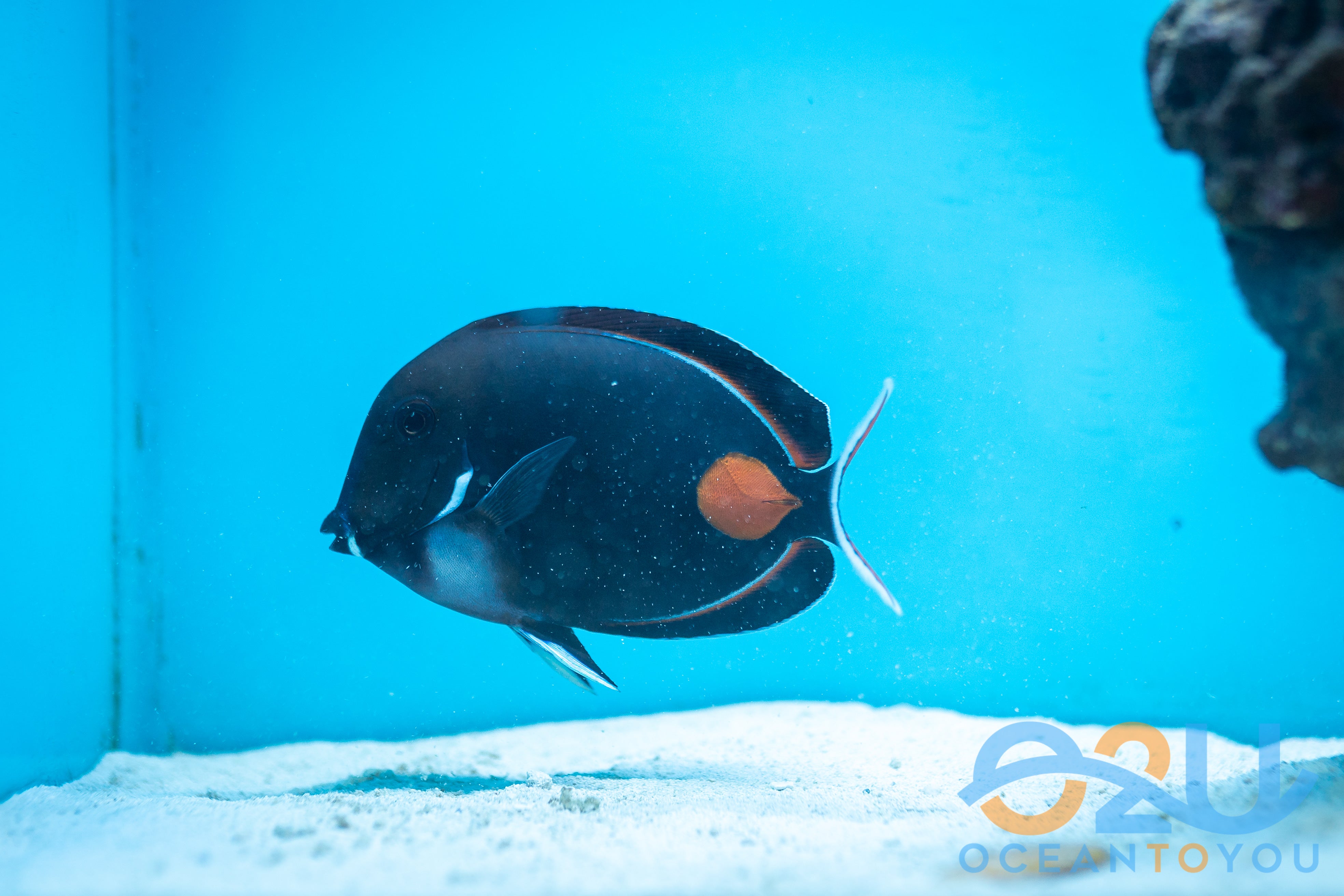 Achilles Tang