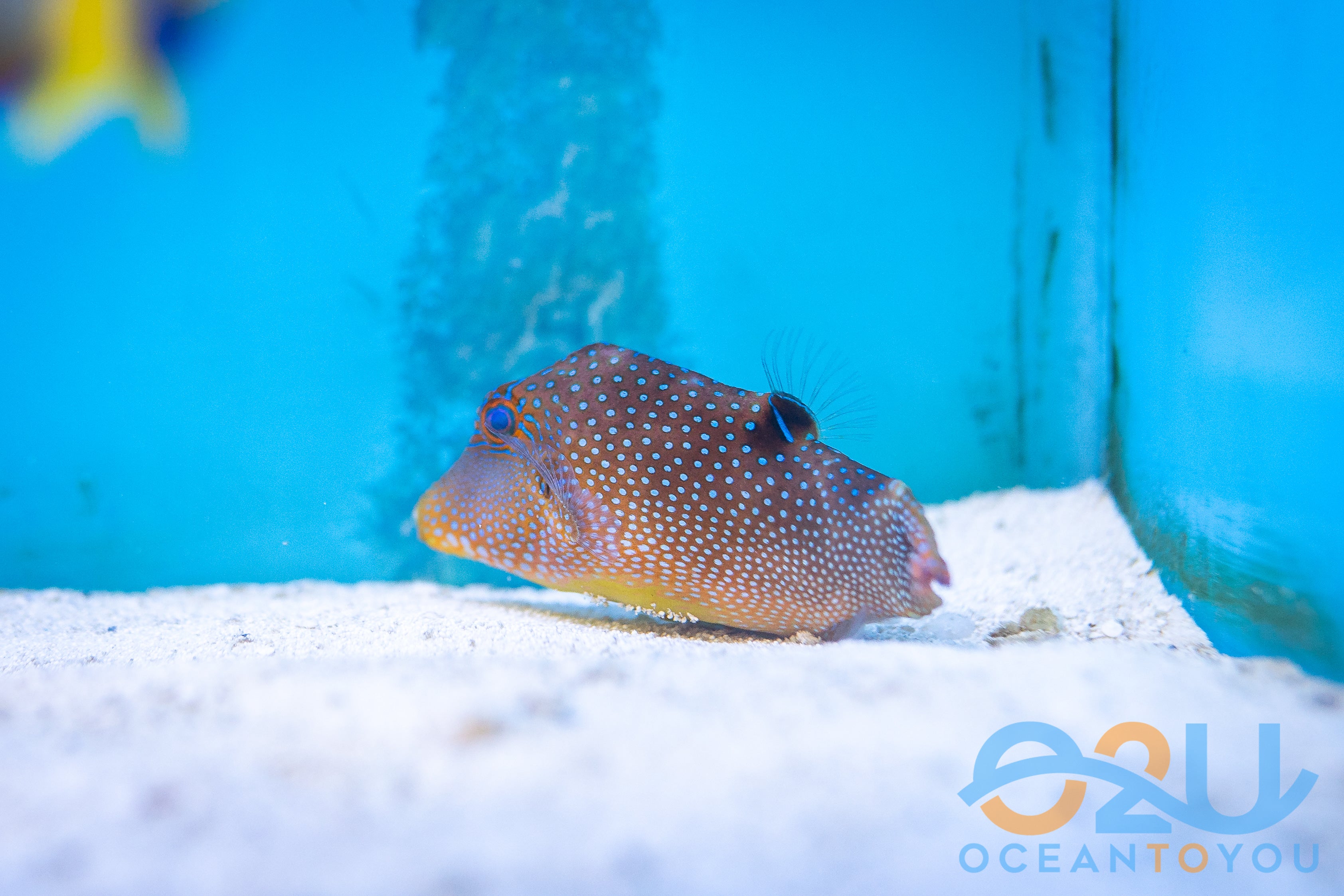 Blue Spot Puffer Fish Fiji