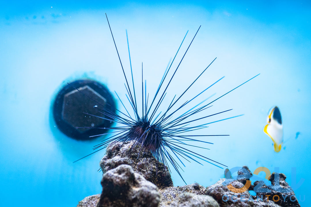 Long Spine Urchin