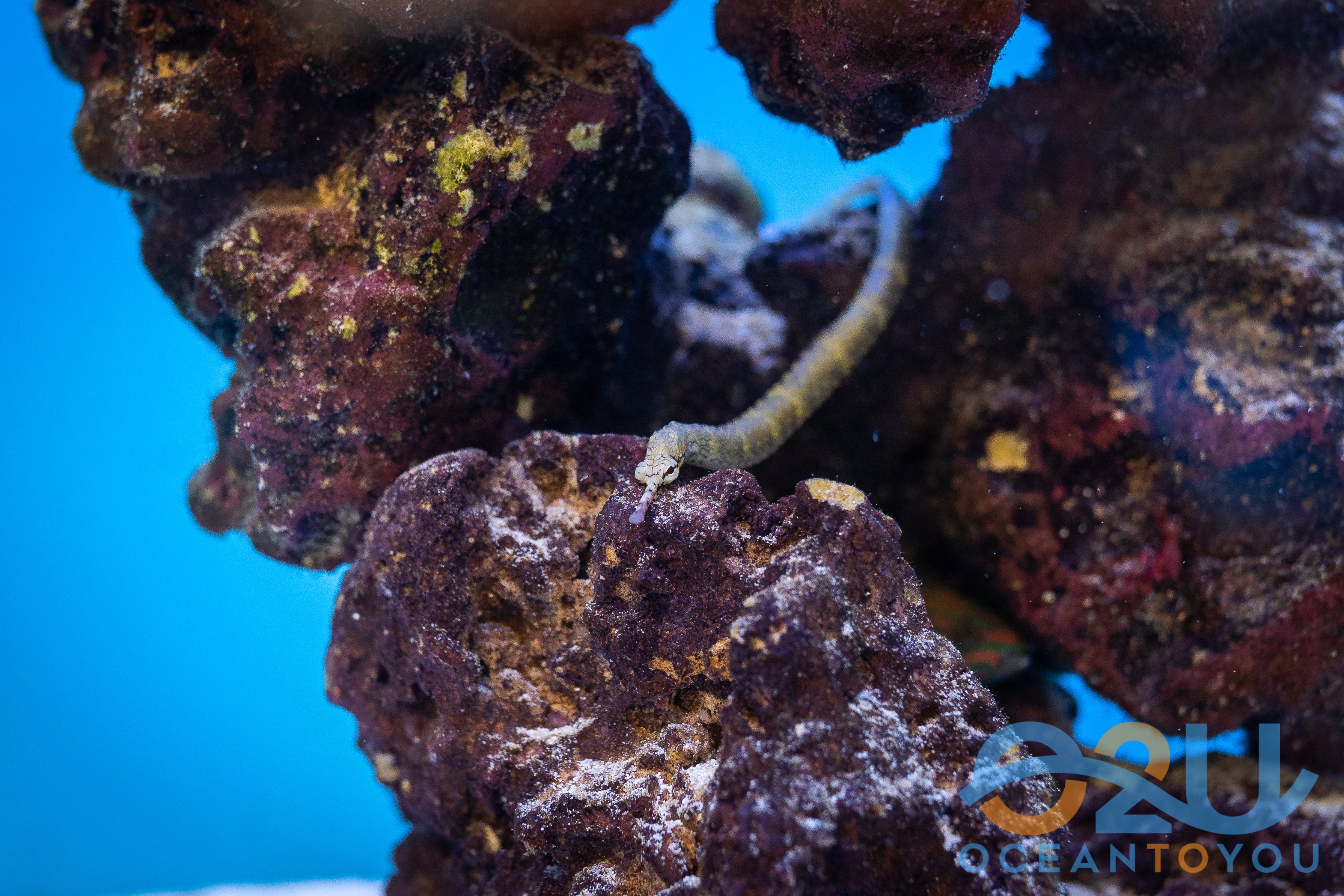 Dragon Pipe Fish