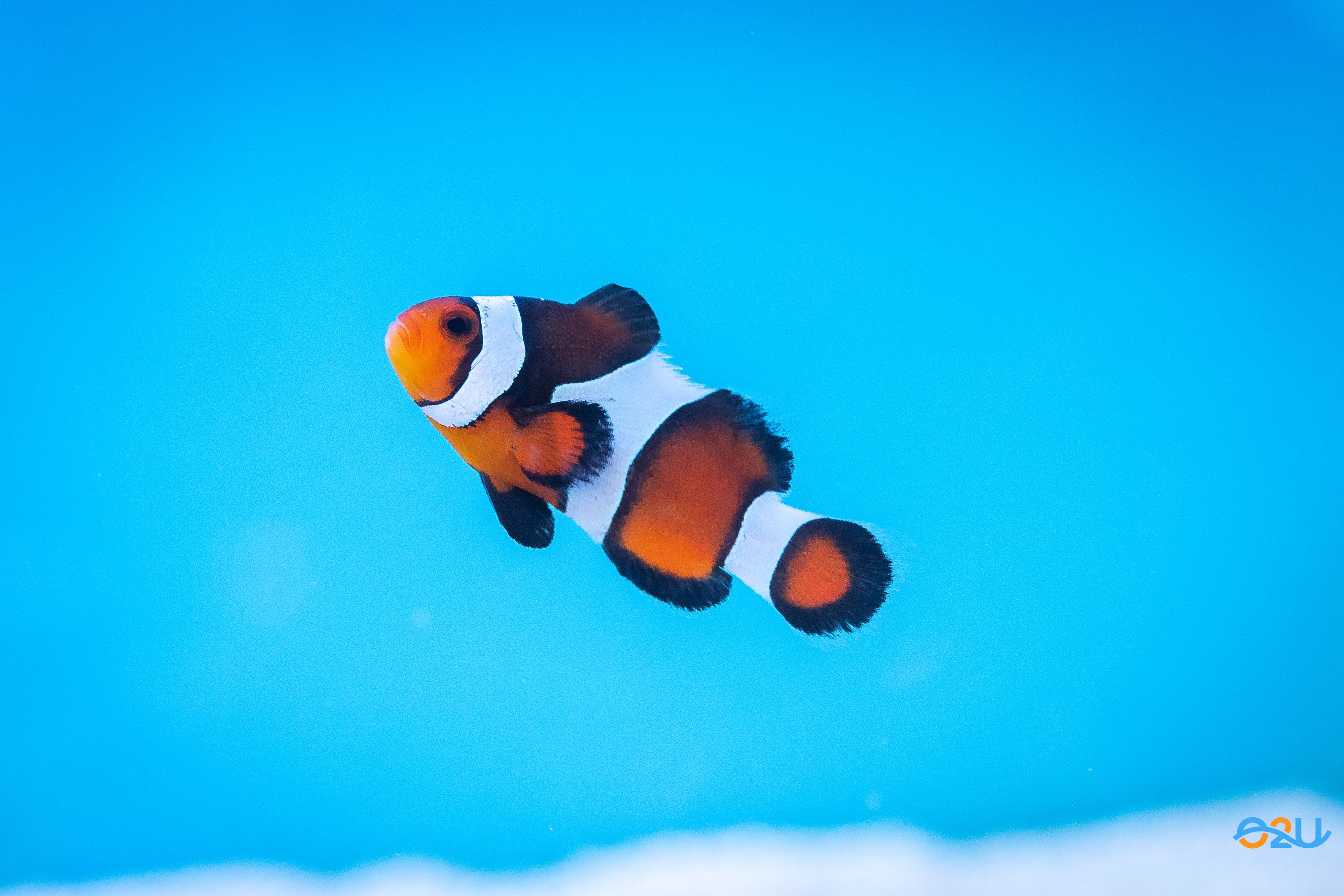 Captive Bred Mocha Clownfish