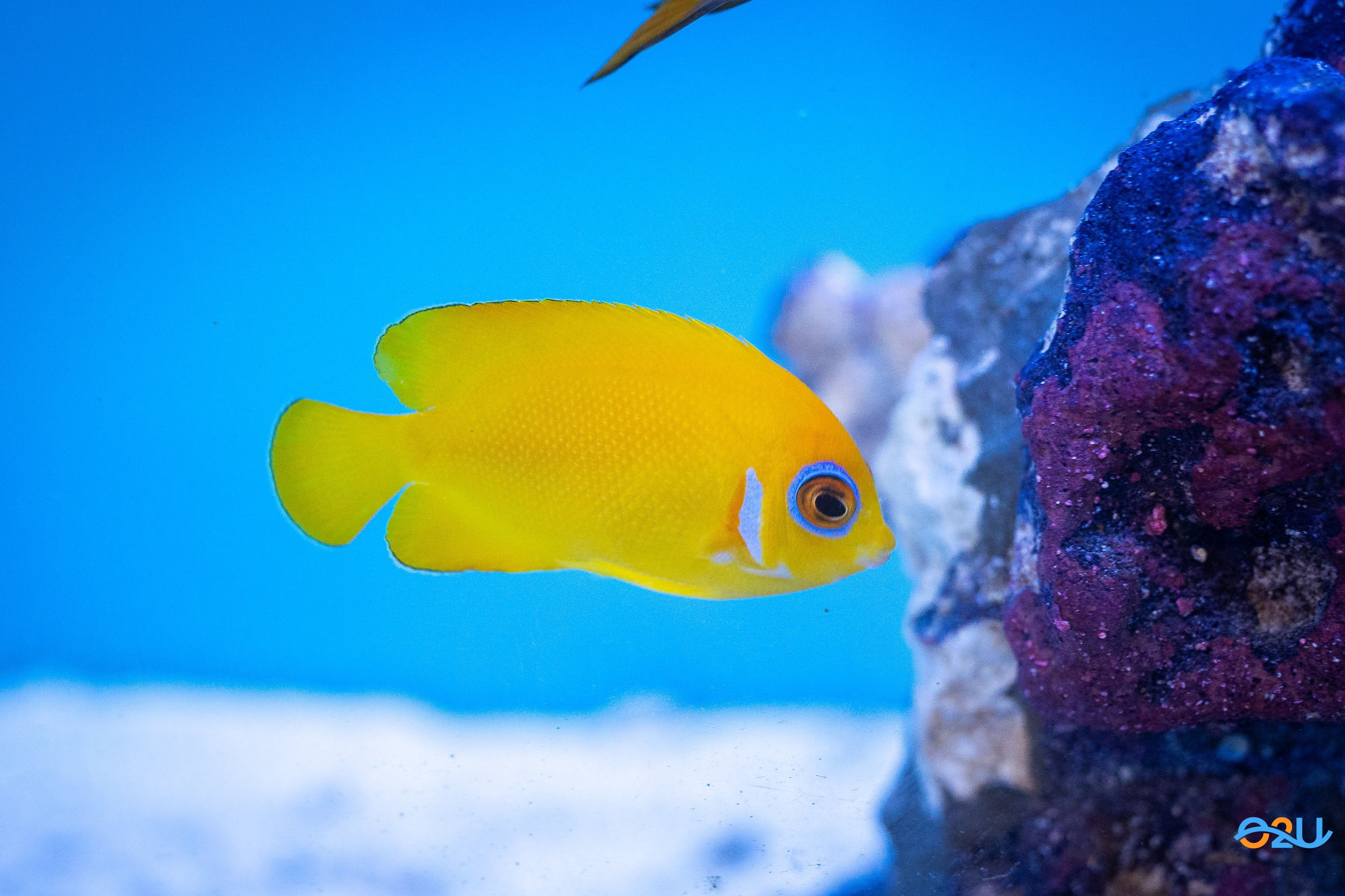 Lemonpeel Angel; Fiji