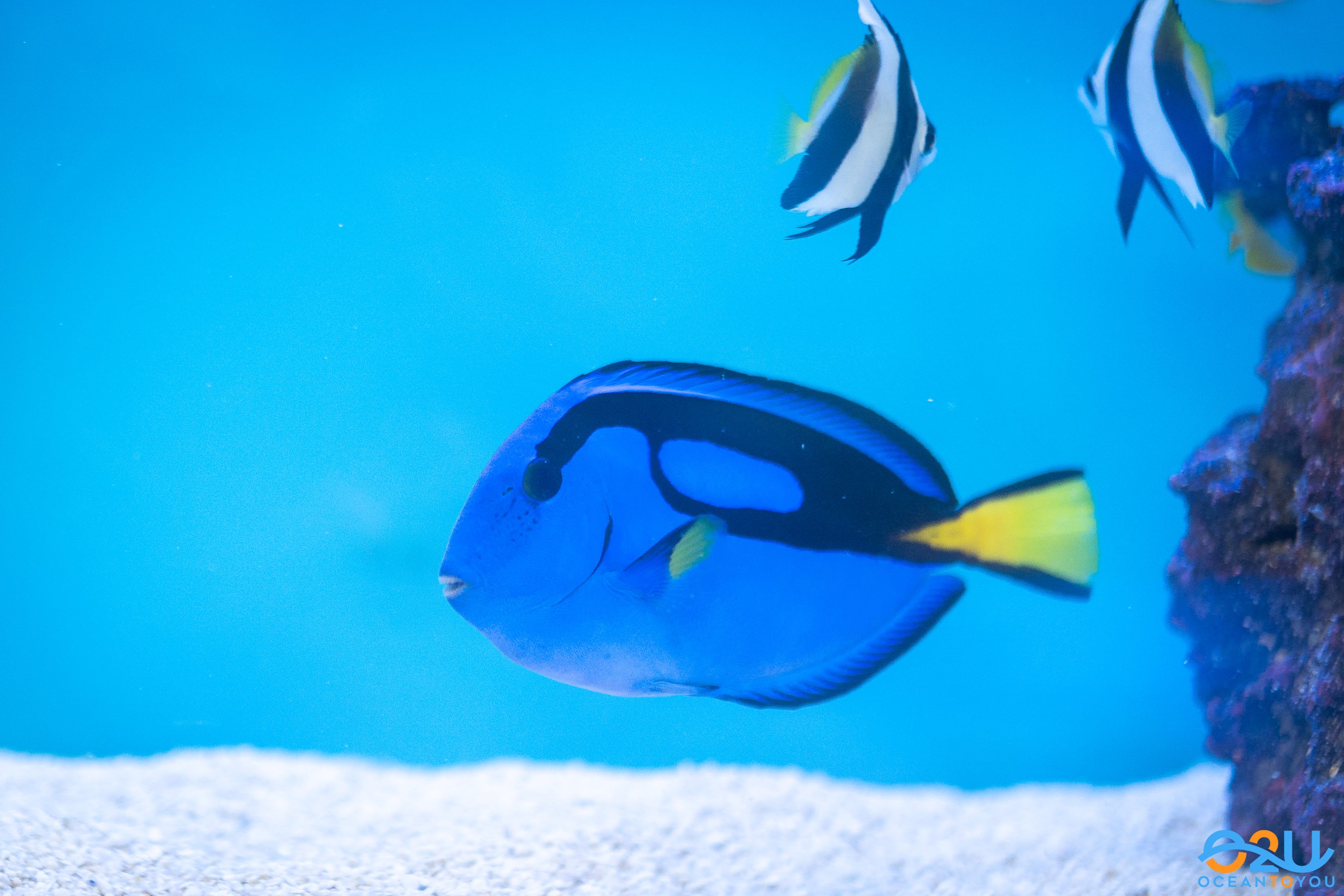 Blue Hippo Tang