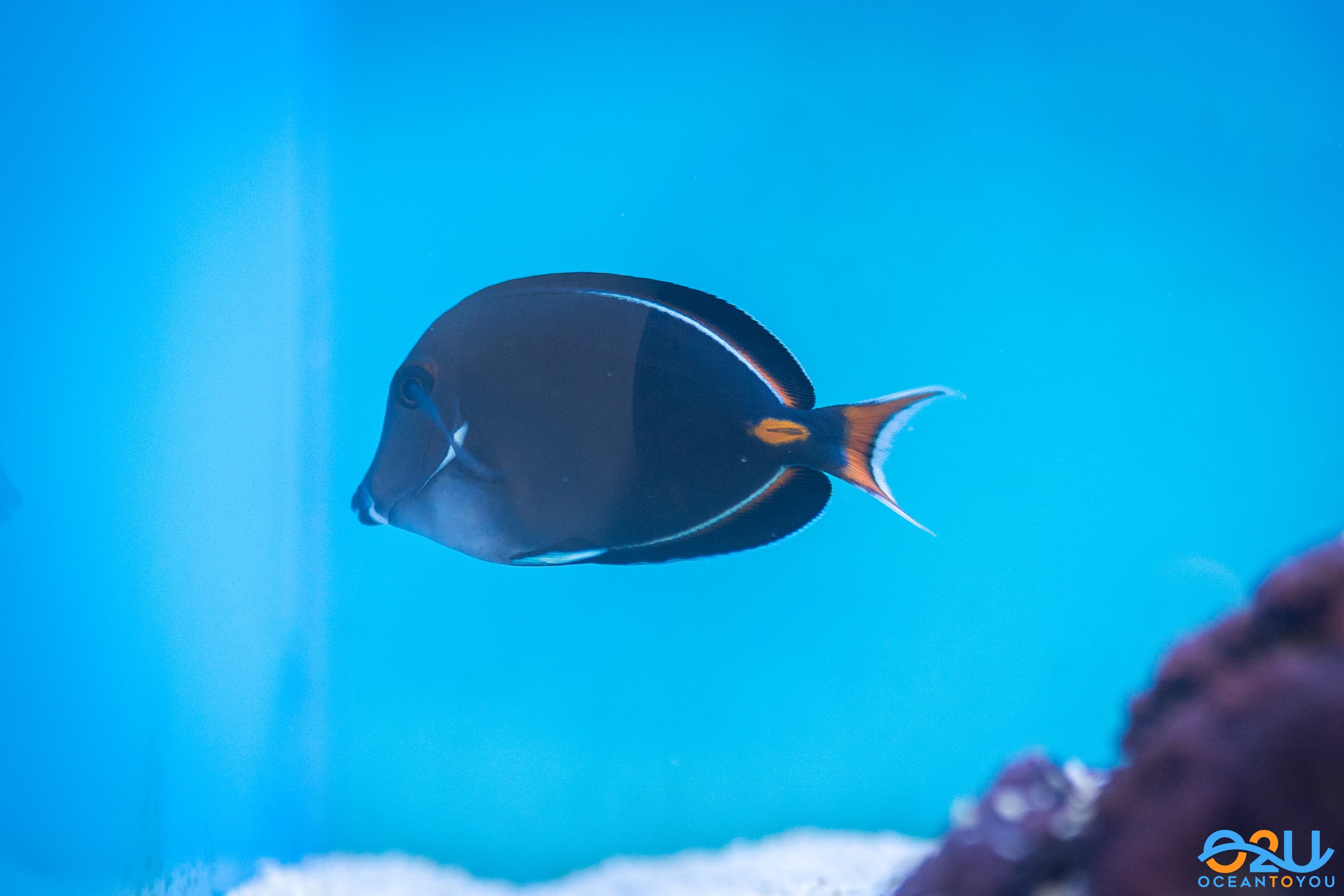 Achilles Tang