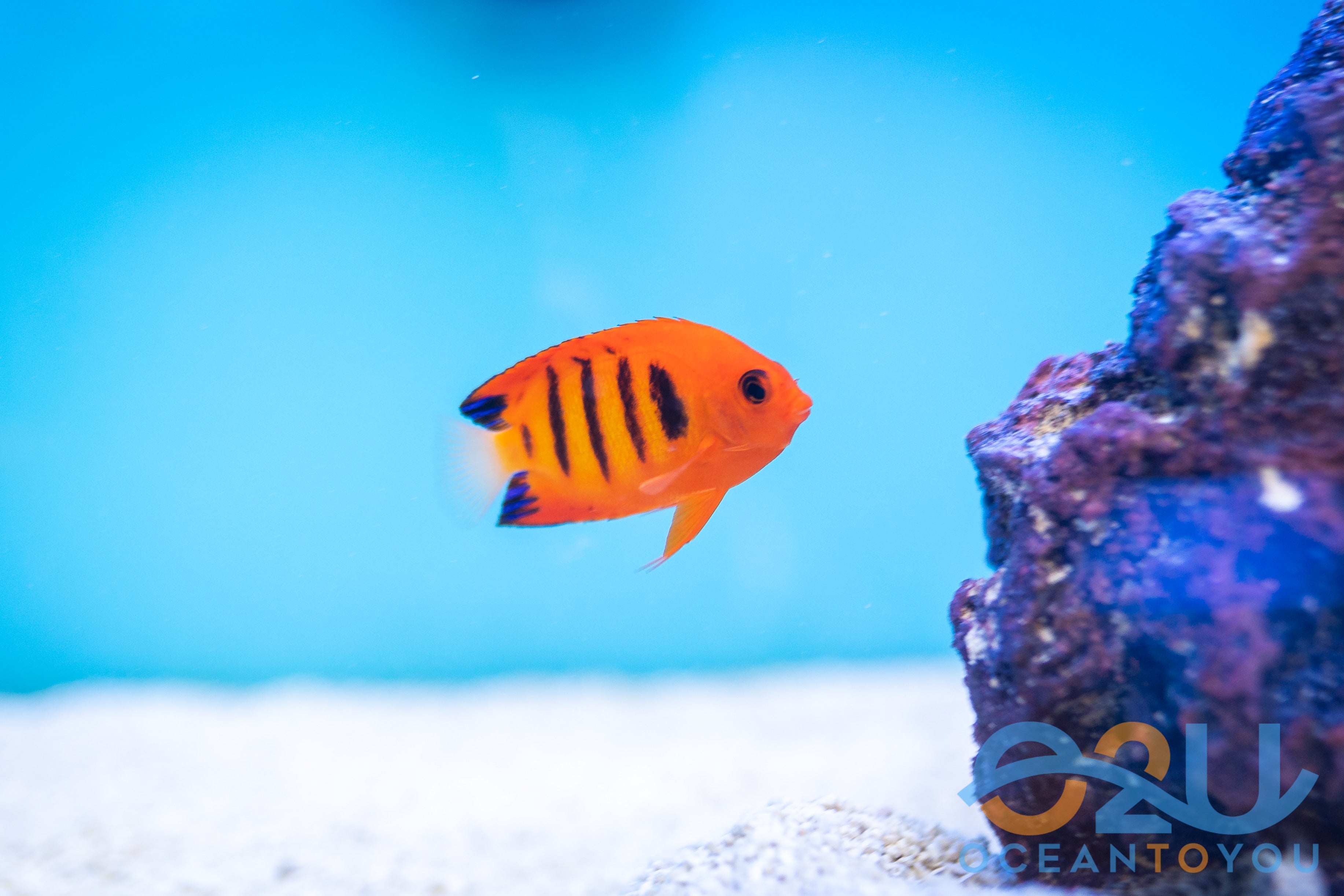 Flame Angelfish Marshall Island