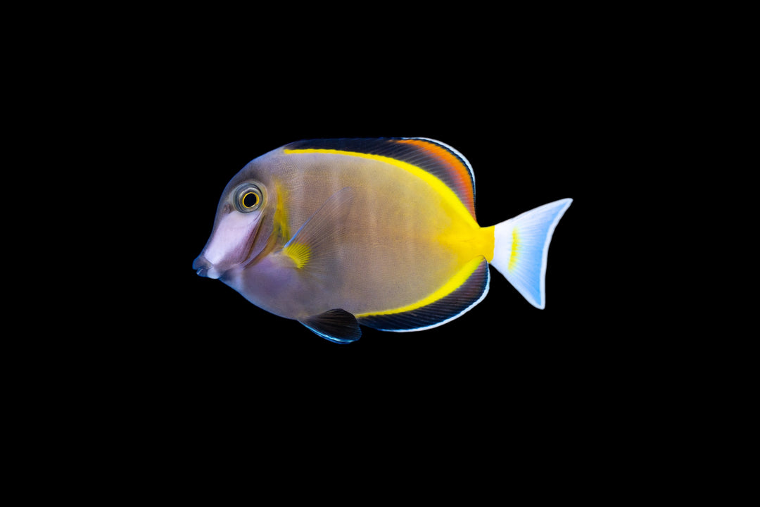 Powder Brown Tang