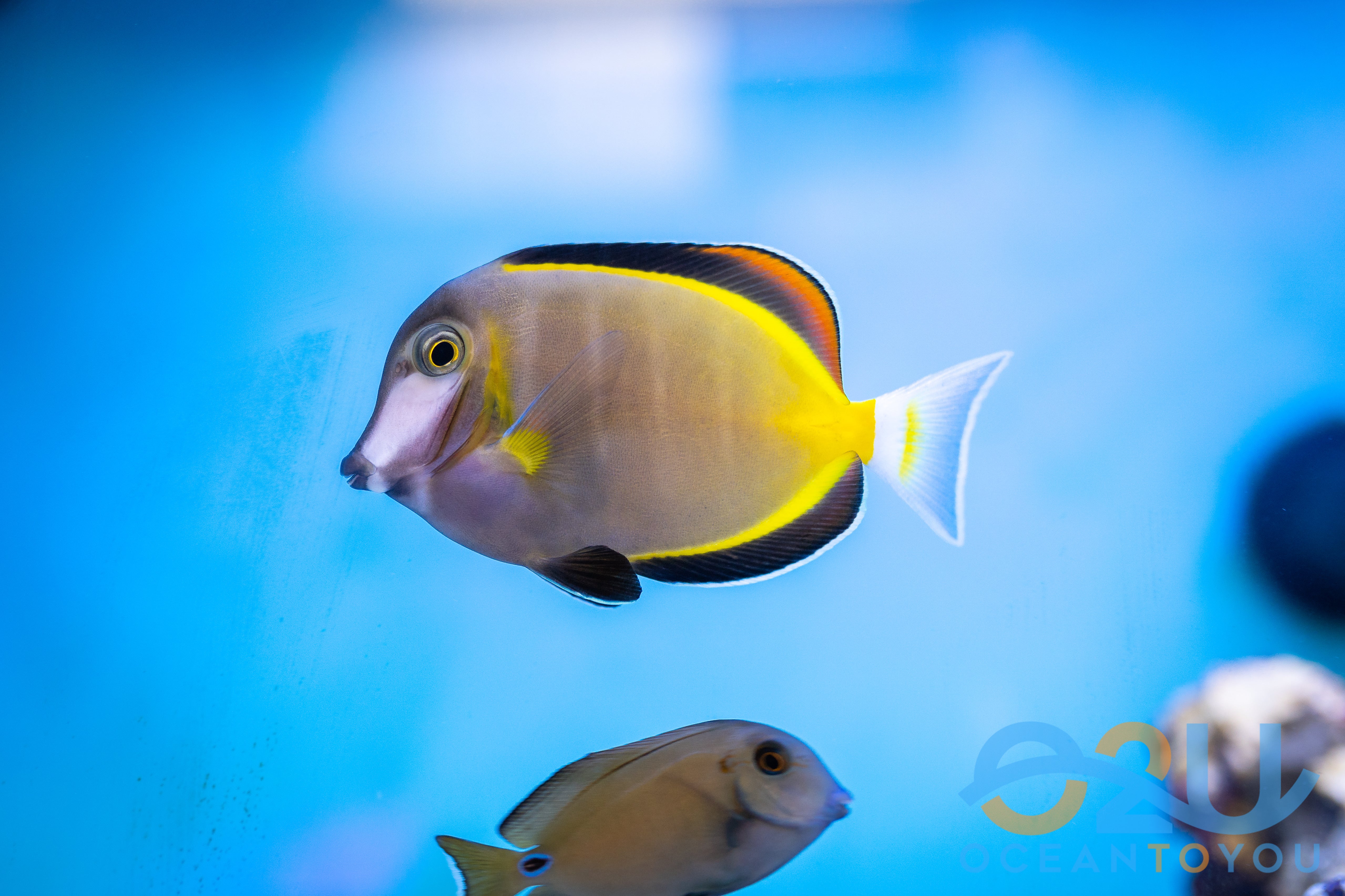 Powder Brown Tang