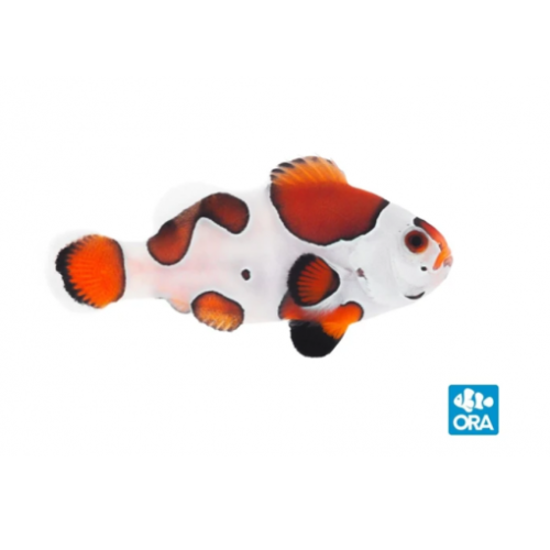 ORA Orange Storm Ocellaris PAIR