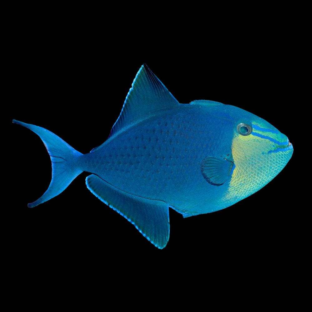 Niger Triggerfish
