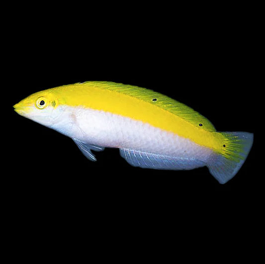 Yellow & White Coris Wrasse