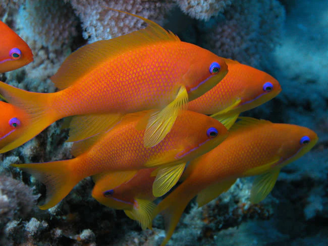 Orange (Blue Eye) Anthias