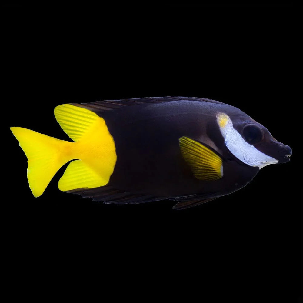 Bicolor Foxface Rabbitfish L