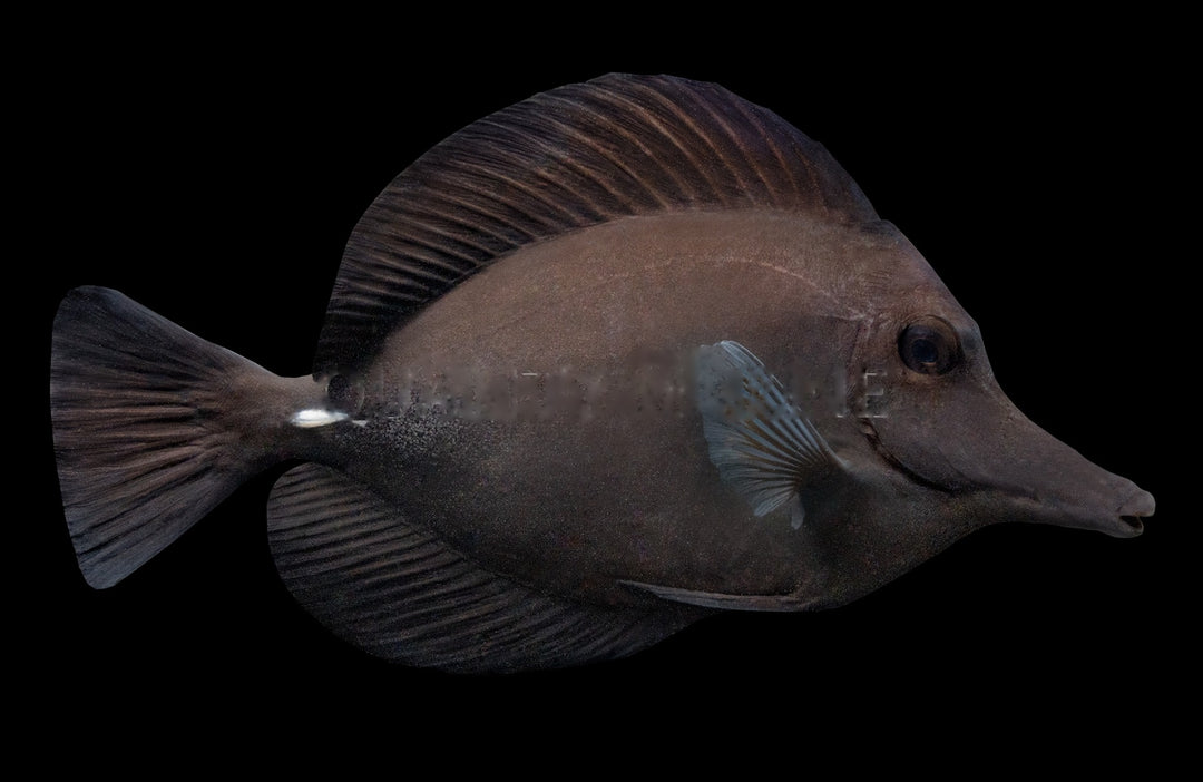 Black Longnose Tang