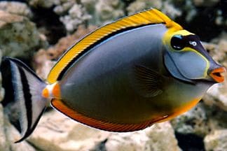 Blonde Naso Tang