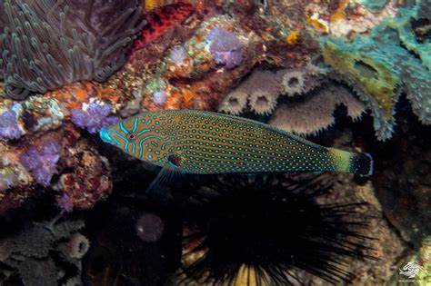 Blue Spotted Wrasse