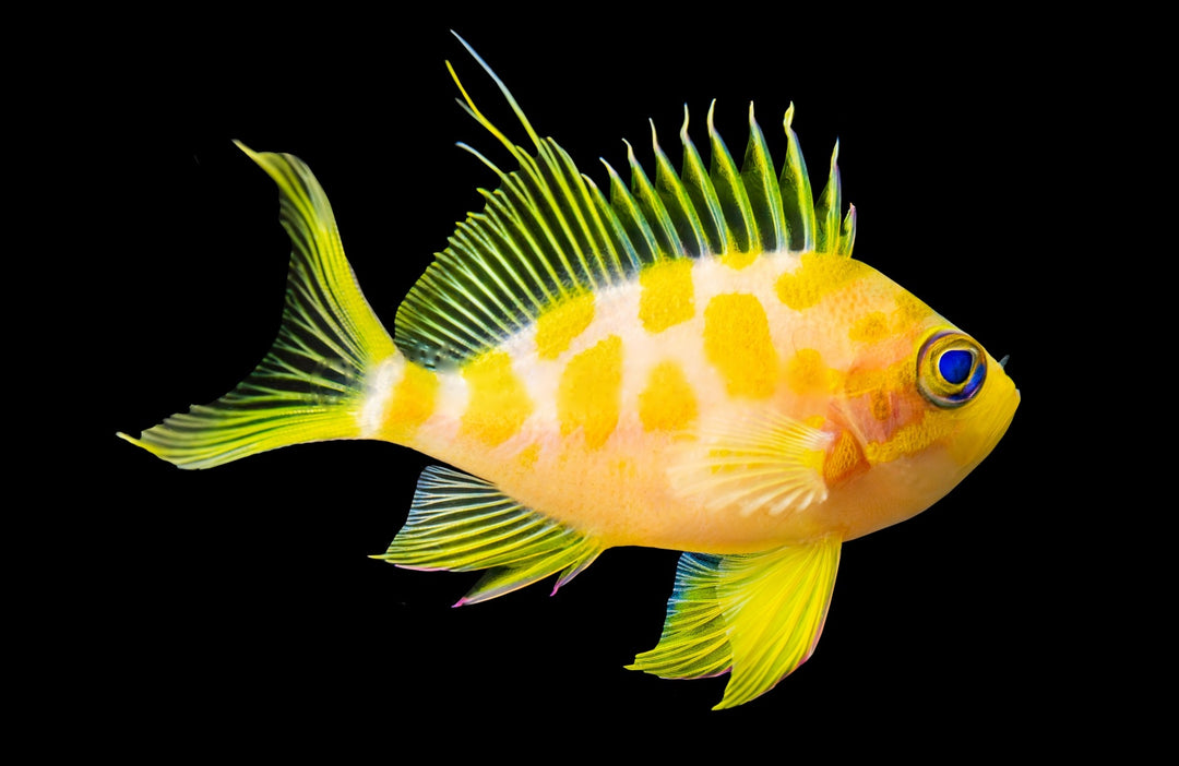 Borbonius (Blotchy) Anthias