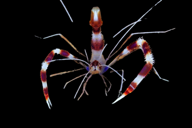 Coral Banded Shrimp
