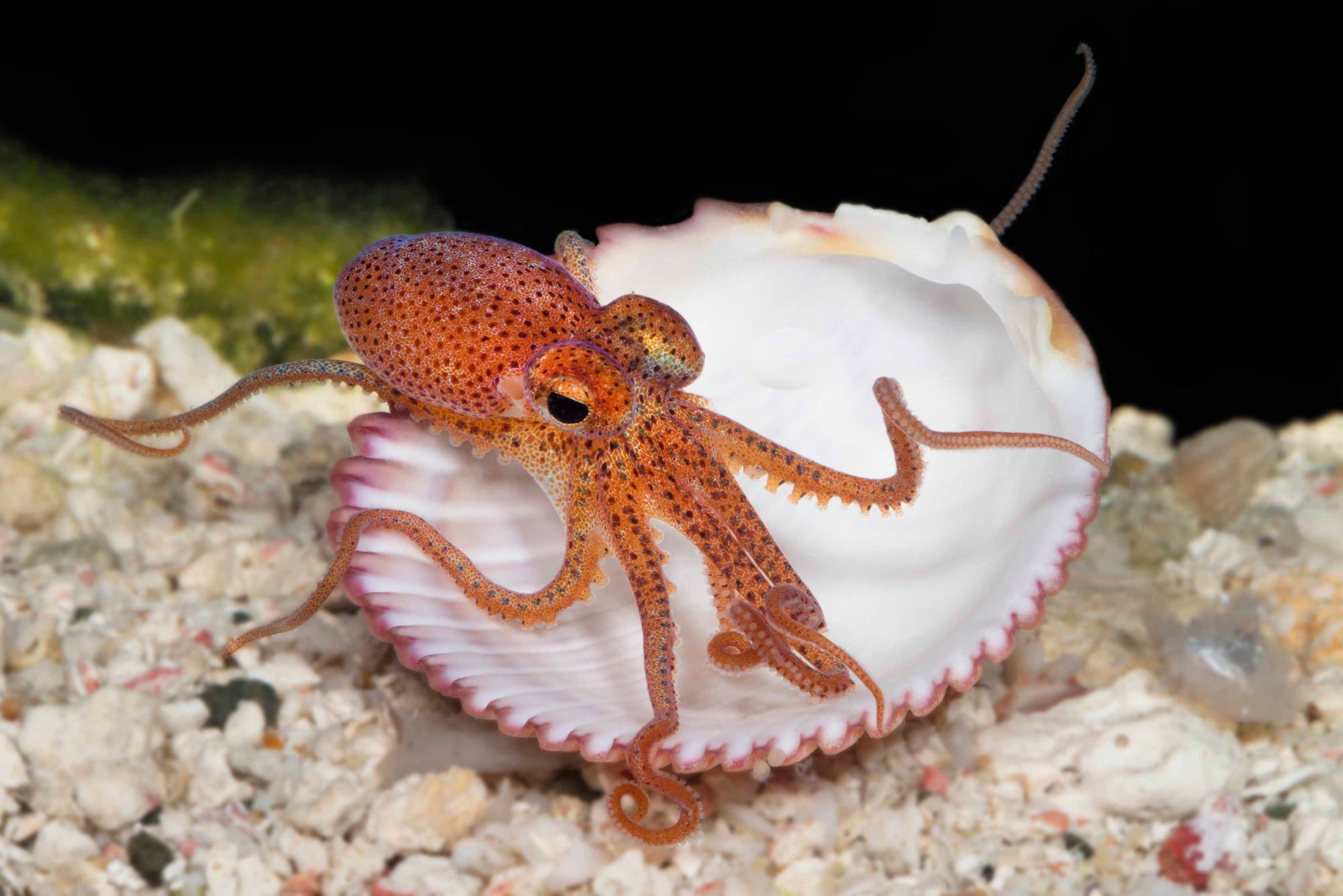 Pacific Brown Octopus