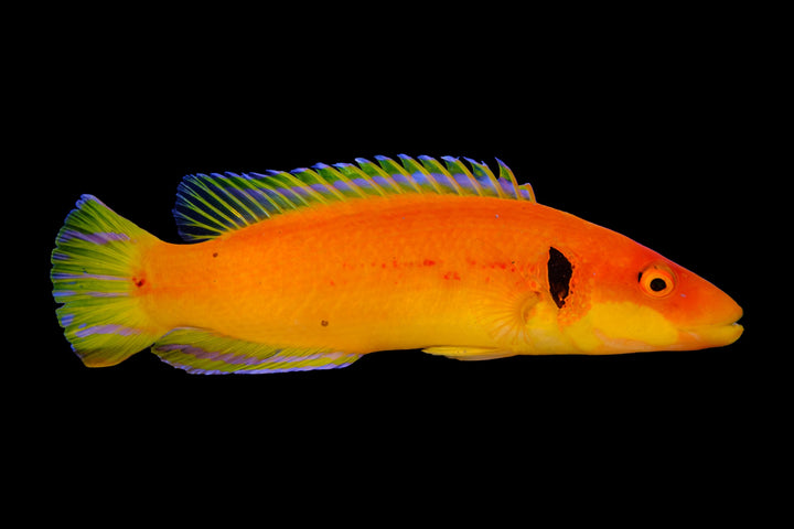 Black Ear Candy Hogfish