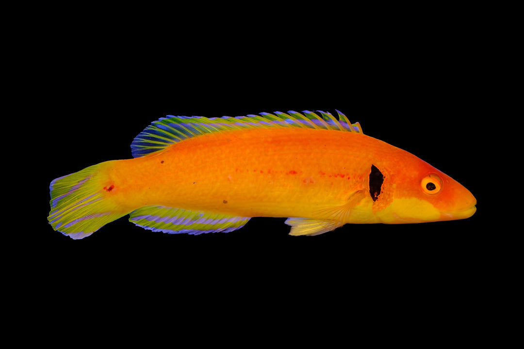 Black Ear Candy Hogfish
