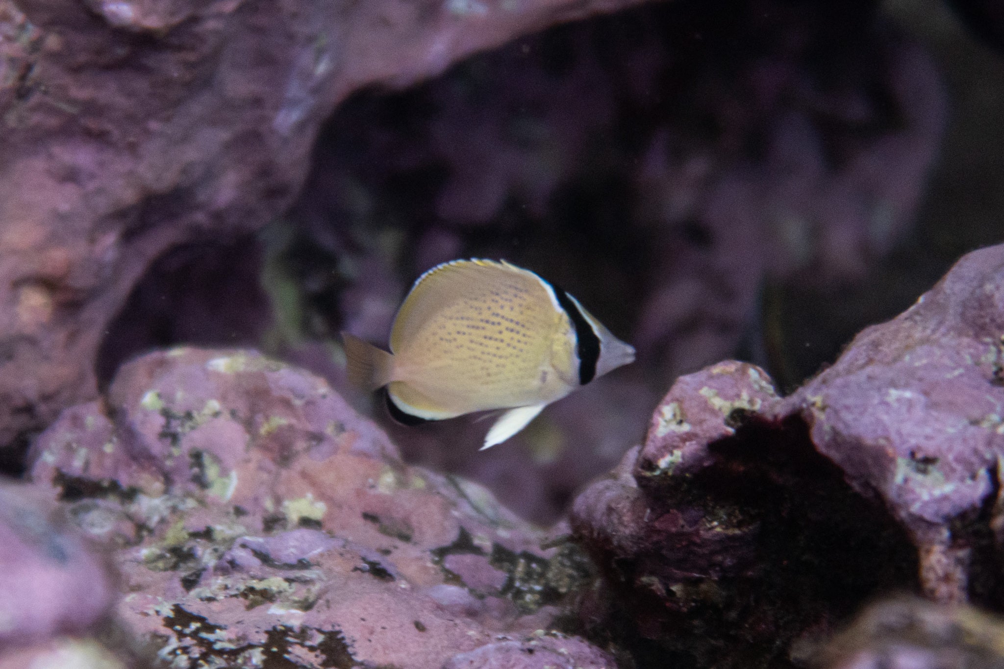 Citron Butterflyfish- Chaetodon Citrinellus